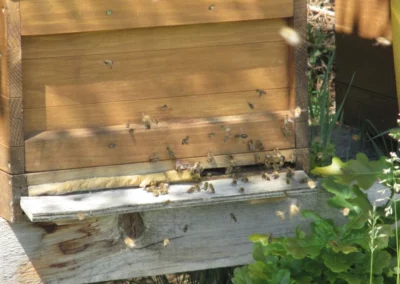 Einflugloch der Bienen