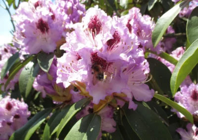Eine Biene sammelt Nektar für Honig aus einer lilafarbenen Blüte