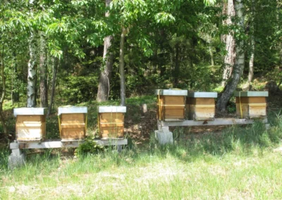 Auf der Wiese am Waldrand stehen die Bienenkästen unserer Bienen. Die Heimat unserer Bienen ist in Bad Kötzting.