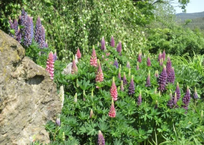 Blumengarten angelegt mit Bienenfreundlichen Pflanzen. Perfekt für einen leckeren Honig