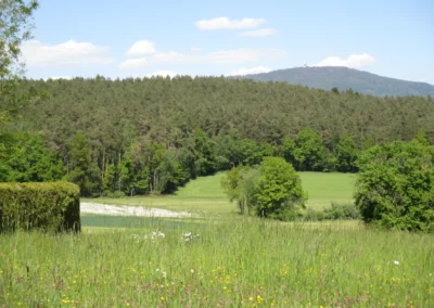 Wiese für die Bienen in Haus Bad Kötzting
